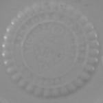 Elsmore & Forster mark - Laurel Wreath